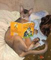 I v Rusku kočky čtou knihy