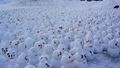 Sněhuláci protestují proti oteplování