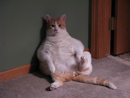 Datei:Fat cat.jpg