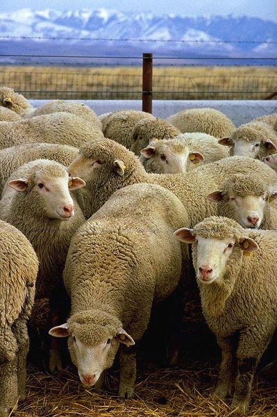 Datei:399px-Flock of sheep.jpg