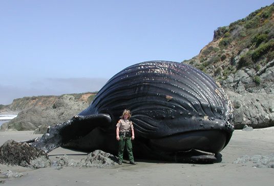 File:Humpback-whale.jpg