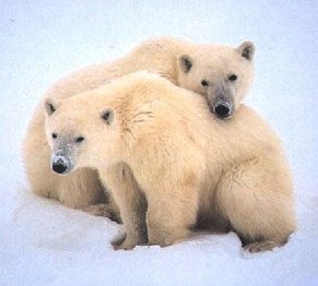 File:Polar.Bears.jpg