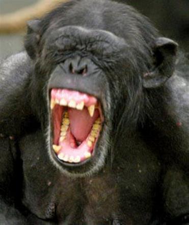 File:Screaming-chimp.jpg