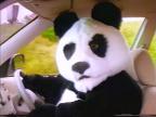 File:PANDA DRIVING A CAR.jpg