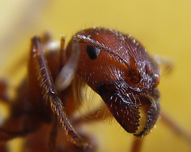 File:Ant head closeup.jpg