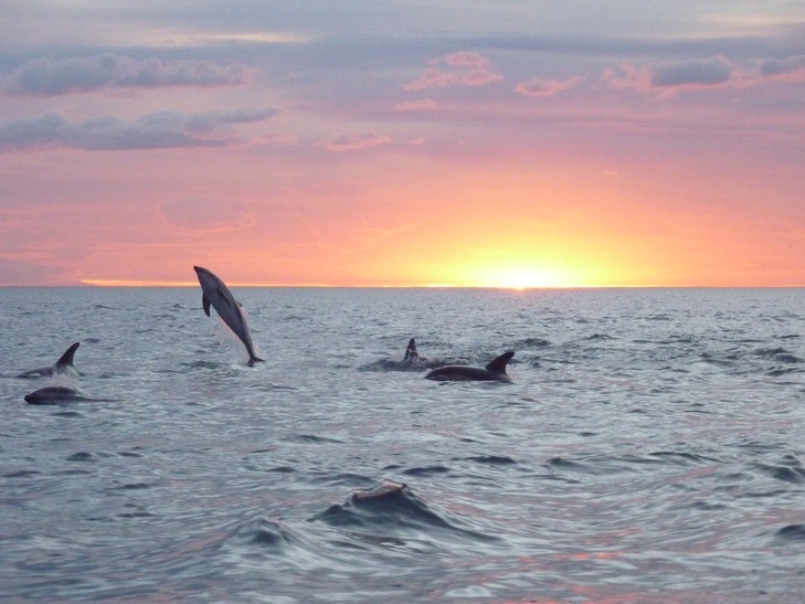 File:Dolphintravelling.jpg