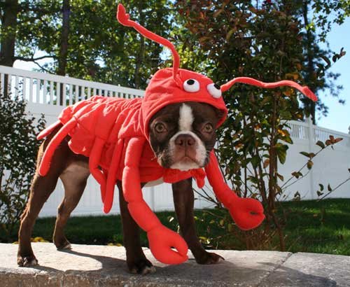 File:Lobsterdog.jpg