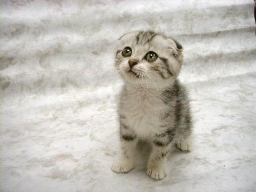 File:Cute kitten.p.jpg