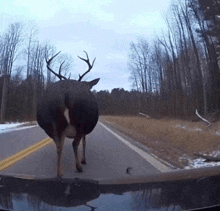 Fatass deer.gif