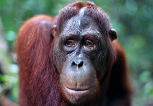 File:Orangutan.jpg
