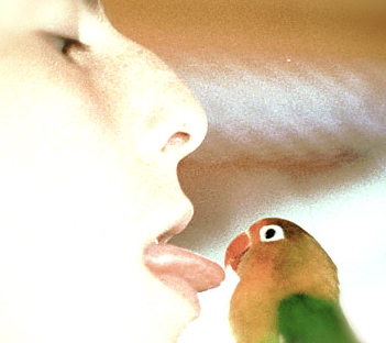 File:Tongue and Parakeet 8x12 300 dpi.jpg