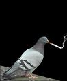 File:Smoking pigeon.jpg