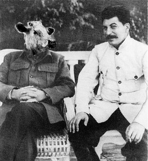 File:Stalin-Cow.jpg