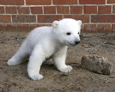 File:Polar bear knut 380.jpg