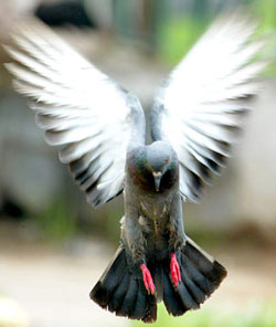 File:Pigeonflying.jpg