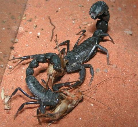 File:Scorpionz.jpg