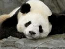 File:Dead panda.JPG