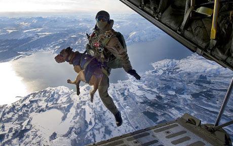 File:Paratrooper dog.jpg