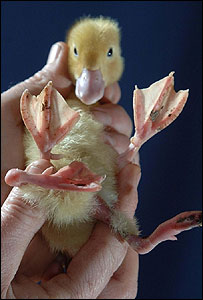 File:Six-legged duckling.jpg