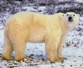 File:Polar bear 2.jpg