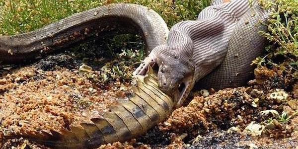 File:Snake croc.jpg