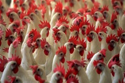 File:Peck-of-chickens.jpg