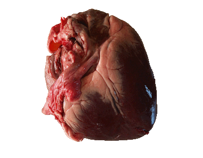 File:Your Heart.gif