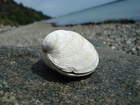 File:White clam 001.jpg