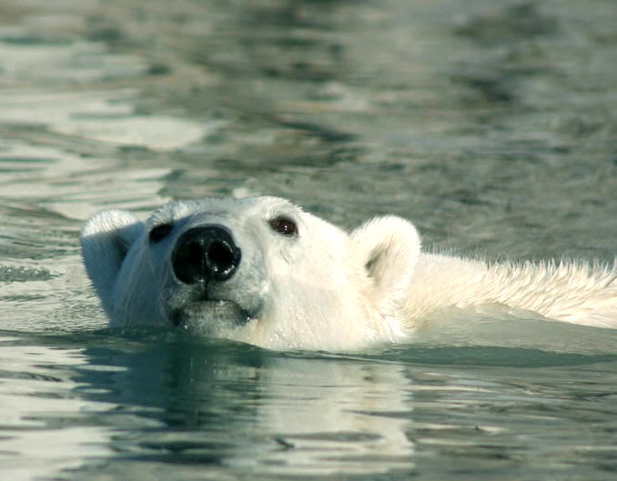 File:Polar Bear Swimming.jpg