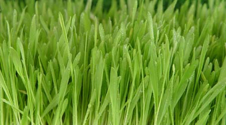 File:Barley-grass.jpg
