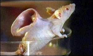 File:The mouse with a human ear on its back.jpg