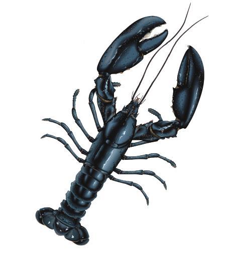 File:Black Lobster.jpg