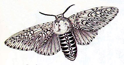 File:Moth drawing.JPG