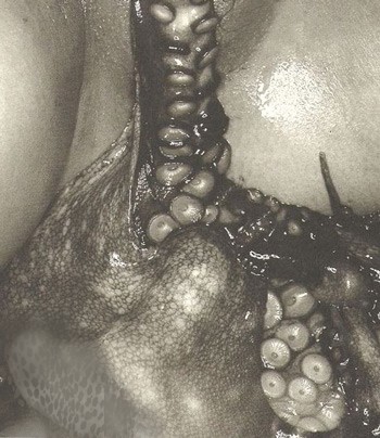 File:Octopussy Picture5a.jpg