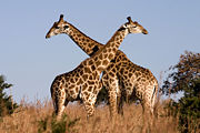 File:Giraffe.jpg