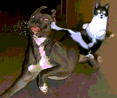 File:Aa cat kicks dog.gif