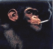 File:Monkey smoke.jpg