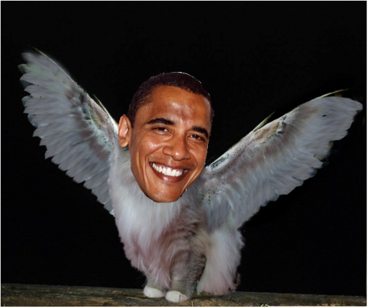 File:Obama cat owl mutant.png