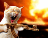 Kitten War.gif