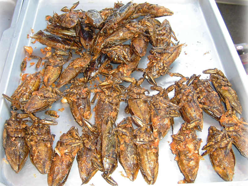 File:800px-Giant water bugs on plate.png