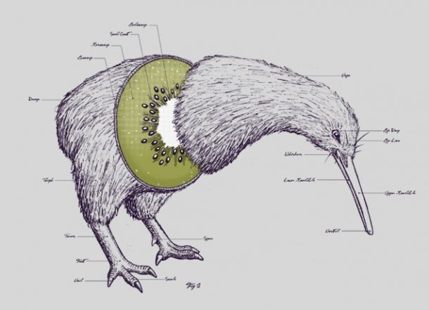 File:Prehistoric kiwi.png