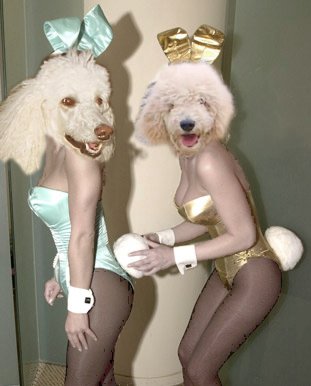 File:Playboy poodles.jpg