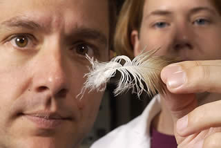 File:Feather DNA.jpg