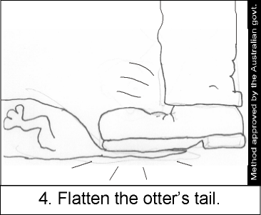 File:Platypus otter 4.png