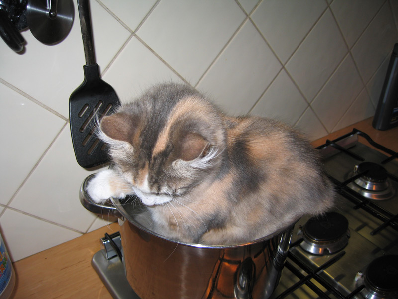 File:Wiki kittensoup1.jpg