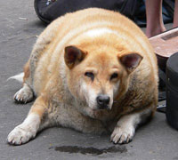 File:Dog obesity.jpg