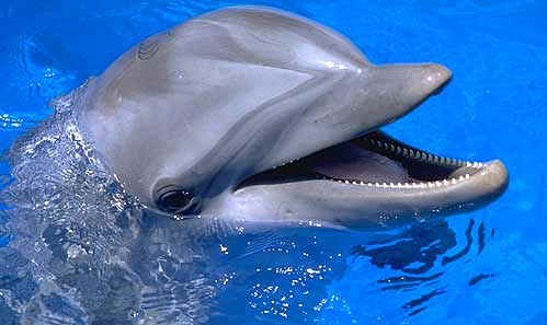 File:Dolphins.PNG