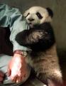 File:Arm panda.jpg