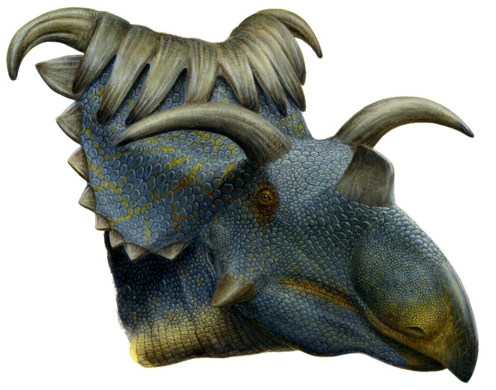 File:Kosmoceratops.jpg