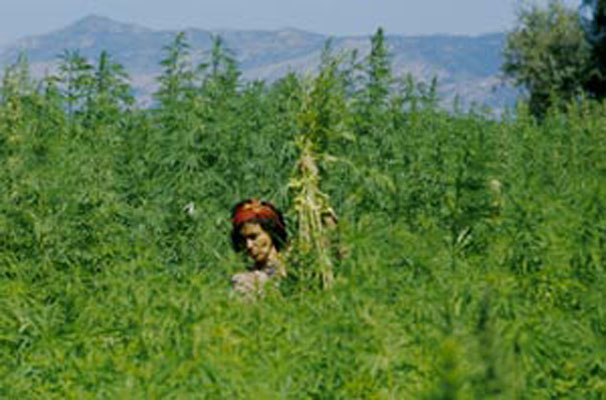File:Morocco Marijuana field.jpg